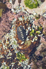 Onithochiton literatus