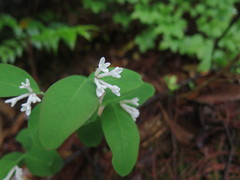Wikstroemia glabra