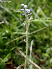Muscari parviflorum