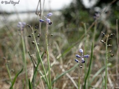 Muscari parviflorum
