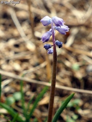 Muscari parviflorum