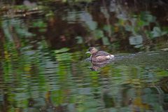 Tachybaptus ruficollis