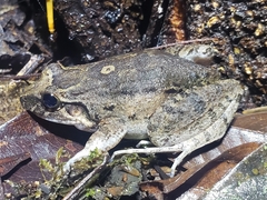 Leptodactylus wagneri