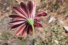 Dimorphotheca montana