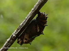 Phalanta phalantha phalantha