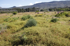 Aspalathus retroflexa retroflexa