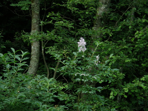 Hungarian lilac (Syringa josikaea)