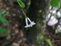 Wikstroemia glabra