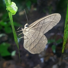 Pierella lamia