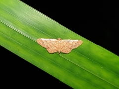 Geometridae