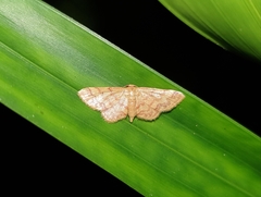 Geometridae