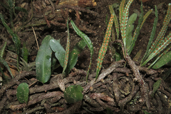 Microgramma mortoniana