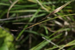 Carex orbicularis