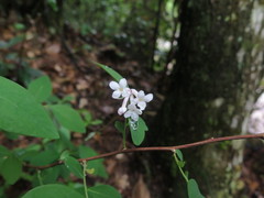 Wikstroemia glabra