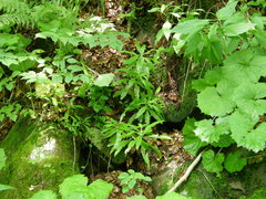 Hylotelephium telephium fabaria