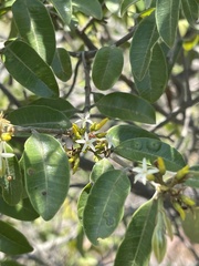 Landolphia kirkii