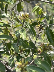 Landolphia kirkii