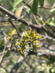 Landolphia kirkii