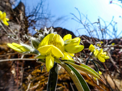 Piptanthus nepalensis