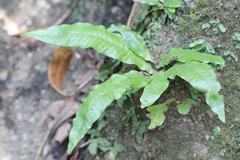 Leptochilus hemionitideus