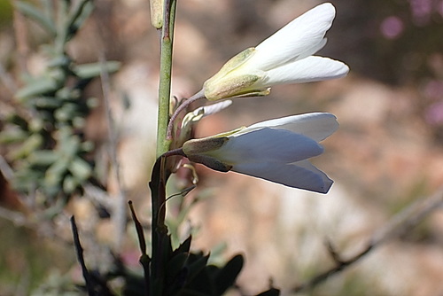 Image of Heliophila glauca by no rights reserved