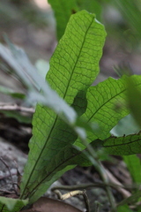 Leptochilus hemionitideus