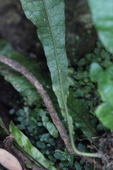Leptochilus hemionitideus