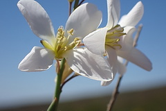 Heliophila glauca