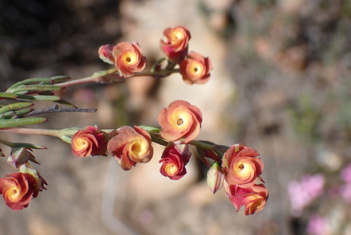 Image of Hermannia filifolia by no rights reserved