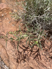 Syncolostemon canescens
