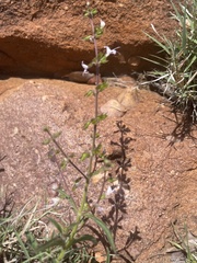 Syncolostemon canescens