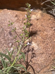 Syncolostemon canescens