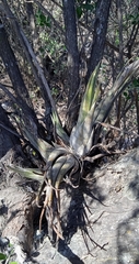Tillandsia circinnatioides
