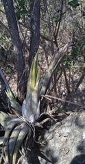 Tillandsia circinnatioides