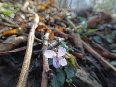 Viola canescens