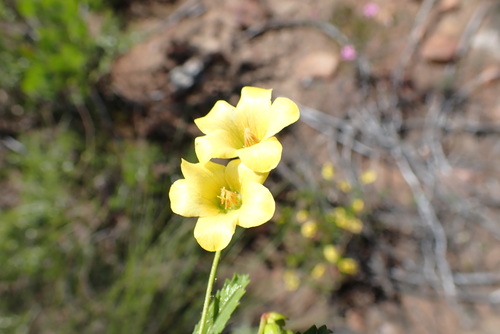 Image of Hermannia saccifera by no rights reserved