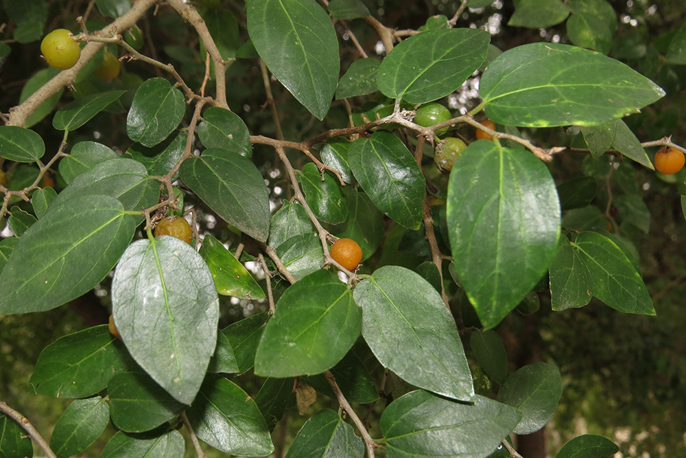 Celtis tala