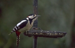 Dendrocopos major