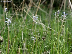 Muscari parviflorum