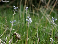 Muscari parviflorum