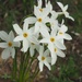 Narcissus deficiens - Photo (c) Yael Orgad, algunos derechos reservados (CC BY-NC), subido por Yael Orgad