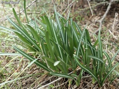 Vagaria parviflora