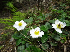 Fragaria nubicola