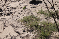 Aspalathus retroflexa retroflexa