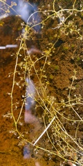 Utricularia minor