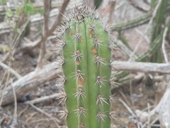 Armatocereus cartwrightianus
