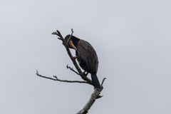 Phalacrocorax carbo