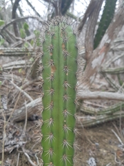 Armatocereus cartwrightianus
