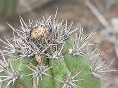Armatocereus cartwrightianus
