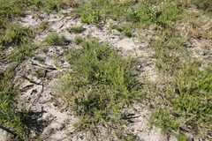 Aspalathus retroflexa retroflexa